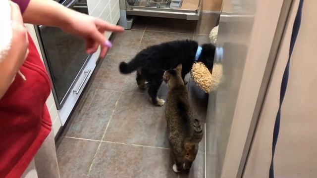 В гости к английскому и французскому бульдогам, пришёл зененхунд. смотреть онлайн