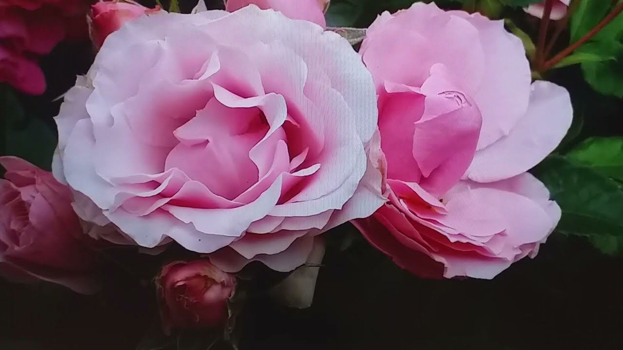 Ответы на вопросы.Зимовка роз в контейнерах."Закалупала!"Гортензии. Полив роз.Эви и Серафим. смотреть онлайн