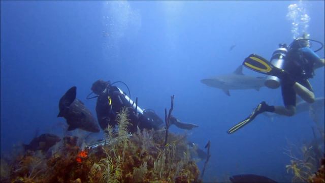 Shark Diving in Jardines de la Reina / Cuba - Mergulho com tubarões - 2013 - Canon S100 смотреть онлайн