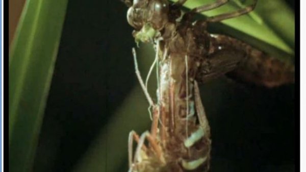 Развитие стрекозы