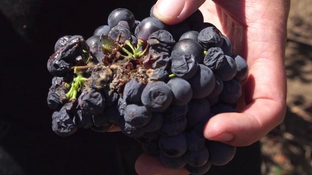 Botrytis - Spanish смотреть онлайн