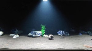 коротко о кормлении фронтоз.