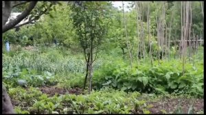 Մայրիկիս Բաղ ու Բաղչից Մի Կտոր-Огород Моей Мамы- Շամշադին-Шамшадин