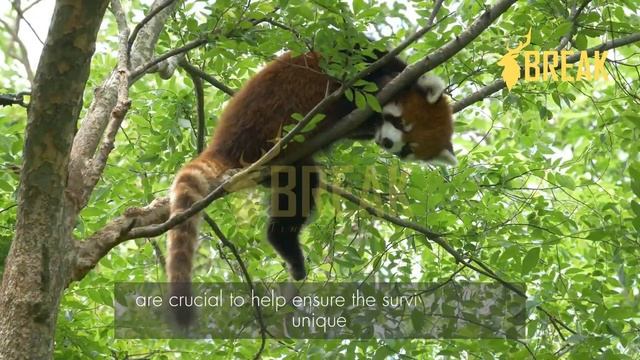 Is Red Panda Endangered ? | How to save red pandas from extinction? | #redpanda смотреть онлайн