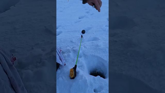 Голец на зимнюю удочку смотреть онлайн