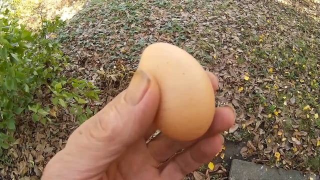 Куры несушки Рейтинг крупные яйца Бизнес смотреть онлайн