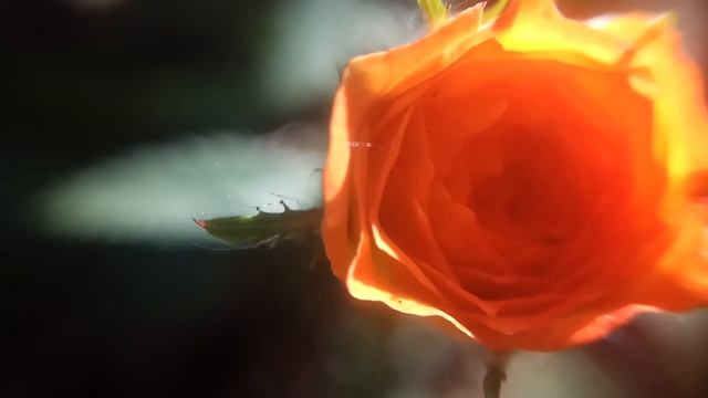 ОРАНЖЕВАЯ РОЗА: декоративная миниатюрная (макросъемка увеличение) смотреть онлайн