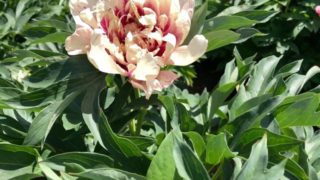 2021 Bloom Season - Oochigeas (Rat) смотреть онлайн