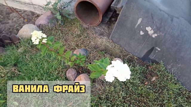 Как окрасились метельчатые гортензии 😍 смотреть онлайн