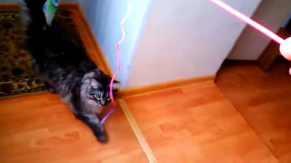 Кот играет с веревочкой