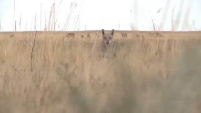 Из глубины веков. Сайгак - реликтовая антилопаHD 2019 смотреть онлайн