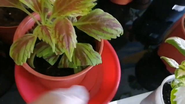 Колеусы - как сделать пышные кустики? смотреть онлайн