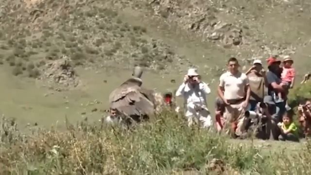 Побил Все Рекорды! Аномально Большие Животные, которых Повезло Снять на Камеру!