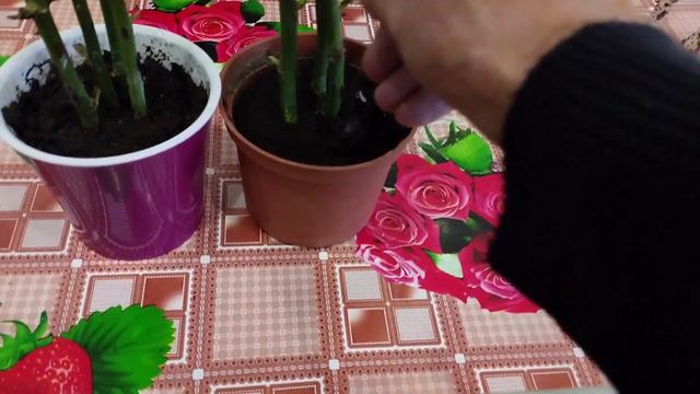 Черенкования Роз.Прошло двадцать дней. смотреть онлайн