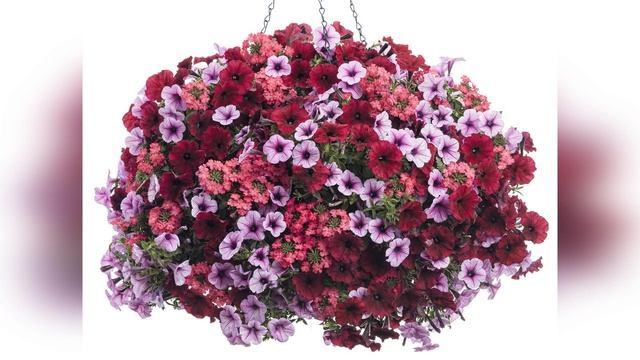 Цветочные миксы с петунией в кашпо смотреть онлайн