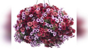 Цветочные миксы с петунией в кашпо