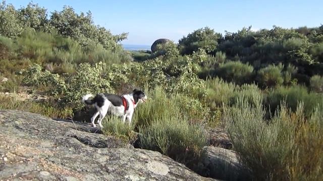 Canon IXUS 115 HS - My Pet Nicas смотреть онлайн