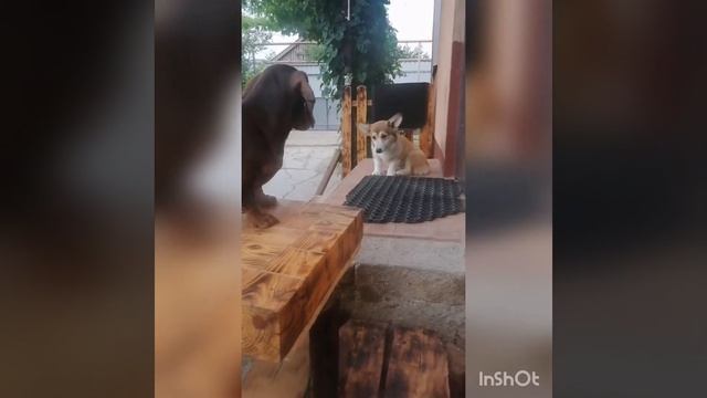 Такса и корги, дружба с пелёнок. смотреть онлайн