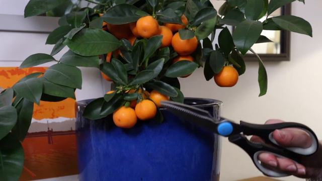 Calomondin Tree Care Tips 🍊🧡 | Pruning & Harvesting смотреть онлайн