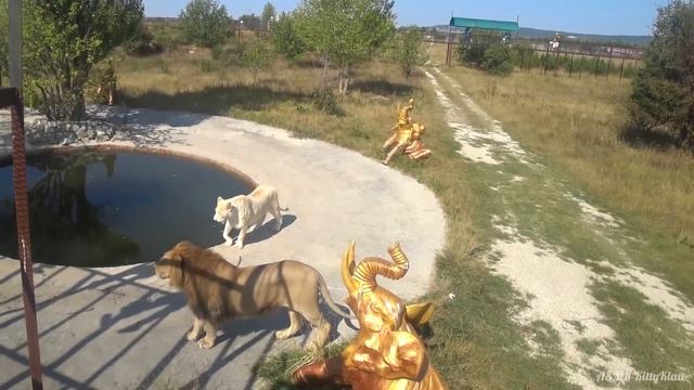 АСМР ? Влог Крым и шепот ? ASMR ? Vlog Crimea & Whisper ? смотреть онлайн