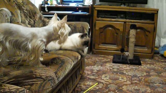 Летающая мышка смотреть онлайн