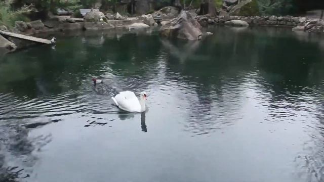 Воронцовский парк 7.01.2020 смотреть онлайн