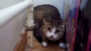 Бешеная кошка нападает на людей! Ужас.