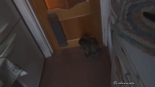Тёма опять в гостях у кошек смотреть онлайн