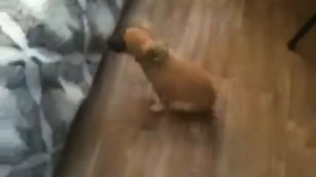 Зита и Гита смотреть онлайн