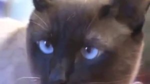 Тайские кошки,   описание породы, характер  тайской породы кошек