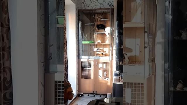 Гигиена половых органов Шиншиллы. Как ухаживают за собой Шиншиллы. смотреть онлайн