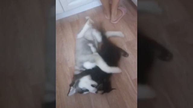 #Мейкун#Хаски#игрыкотаисобаки# Мейкун и Хаски. Прошло месяц как они появились у нас.