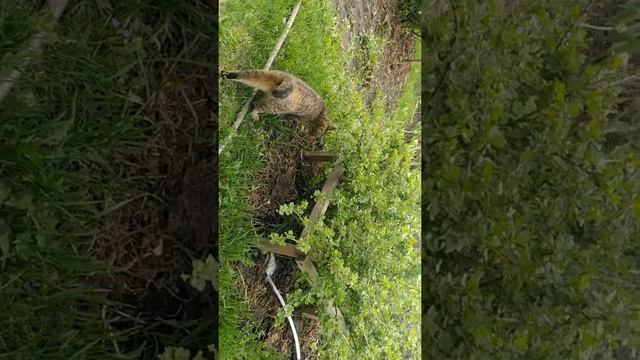 Бесхвостая кошка смотреть онлайн