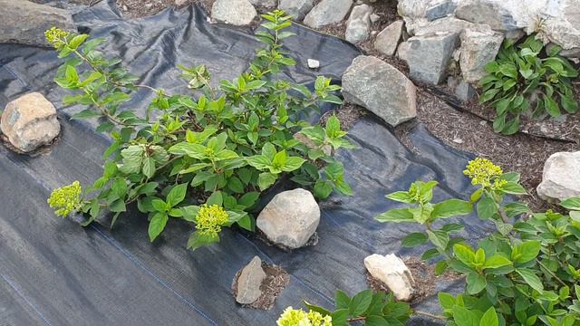 Update hydrangea paniculata limelight смотреть онлайн