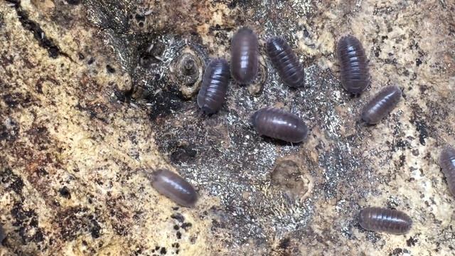 Armadillidium cf. pallasii ‘Croatian Giant’ Isopod Care Guide смотреть онлайн