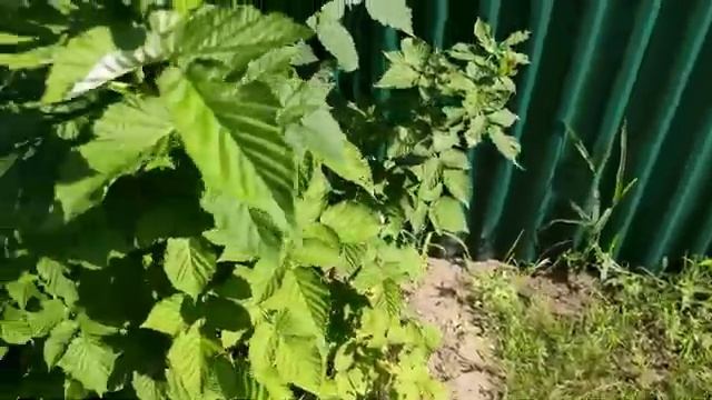 Как хорошо иметь бассейн дома/ Дети научились в бассейне нырять и плыть под водой/ЛИМАН/ЛАБРАДОРЫ/ смотреть онлайн