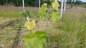 ВИНОГРАД ЮОДУПЕ -  универсальный сорт винограда, очень раннего срока созревания.