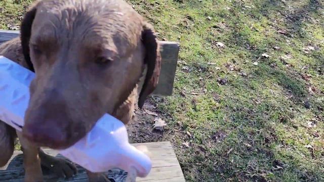 Chesapeake Bay Retriever (quick training session) смотреть онлайн