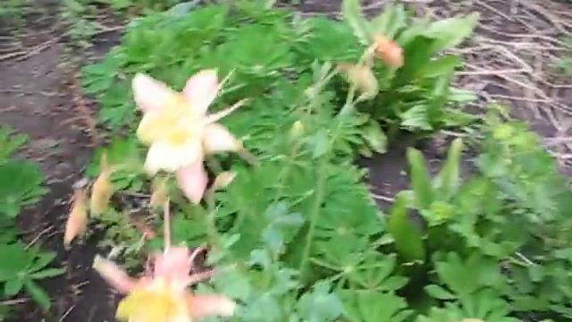 Прогулка по саду в начале июня