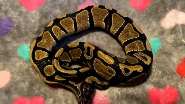 More newbies! Will it ever end?! смотреть онлайн