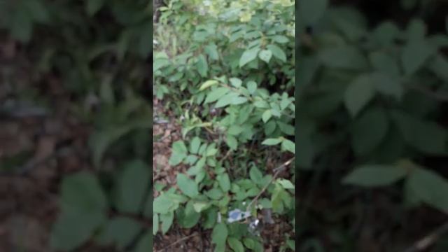 Нашёл заброшку в которой по моему была школа номер4 смотреть онлайн