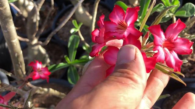 Diferença Entre Adenium Somalense E Somalense Nova Tanzânia