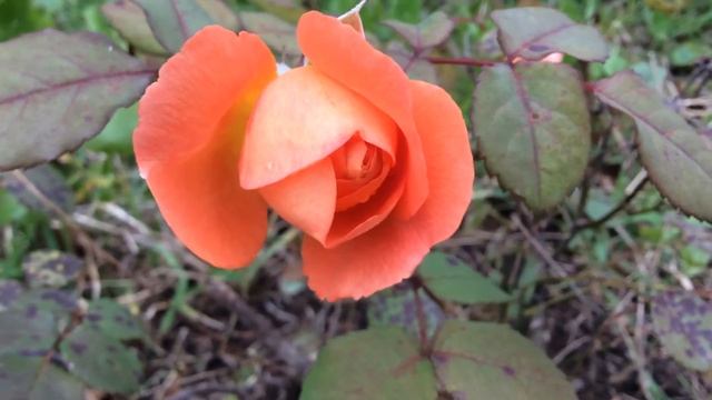 Orange Lady Emma Hamilton English Rose is Prone to Black Spot смотреть онлайн