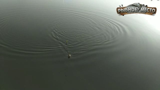 Какой запах любит карась осенью?Выбираем ароматизаторы для карася. смотреть онлайн