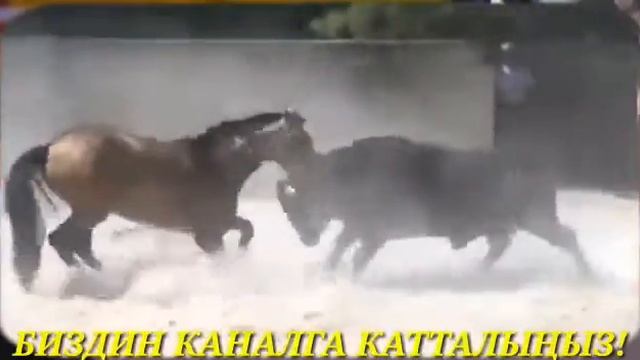 Лошадь против Быка./horse vs bull. смотреть онлайн