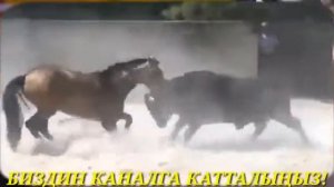 Лошадь против Быка./horse vs bull.