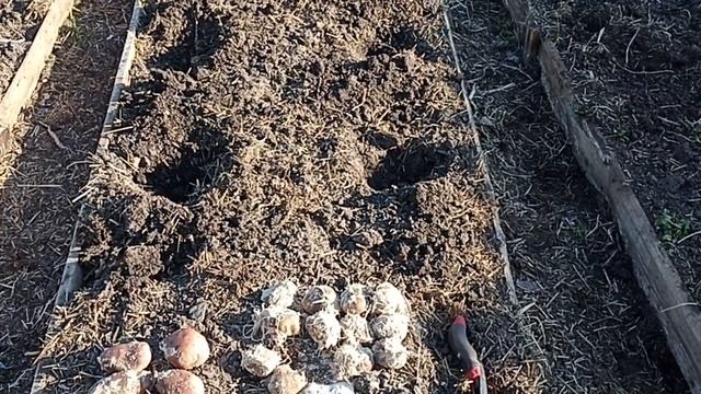 ВЫРАЩИВАНИЕ КАРТОФЕЛЯ СЫНОК И САРПА МИРА В ОРГАНИЧЕСКОЙ ГРЯДКИ 2023 Г ЧАСТЬ-2 // С. Х. У смотреть онлайн