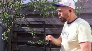 Тля . Нашествие. Как избавиться от тли. Средство от тли. Как бороться с тлей. Борьба с тлей