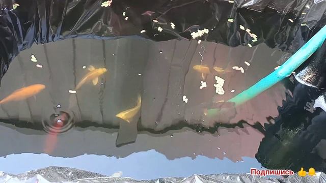 Отвечаю на вопросы подписчиков #1. Кормление и разведение Карпов кои. Пруд в теплице.Фильтрация вод смотреть онлайн