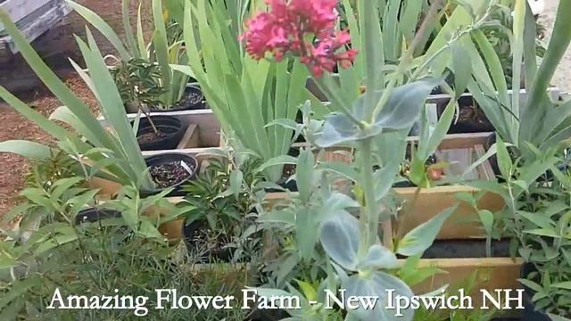 Centranthus at Amazing Flower Farm - New Ipswich NH смотреть онлайн